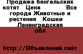 Продажа бенгальских котят › Цена ­ 20 000 - Все города Животные и растения » Кошки   . Ленинградская обл.